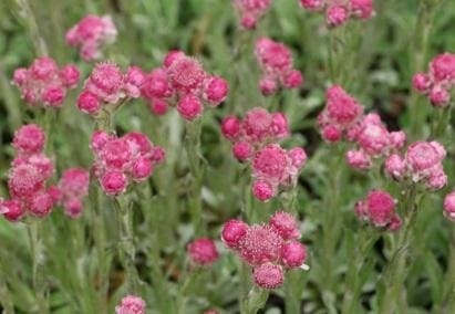 Antennaria dioica